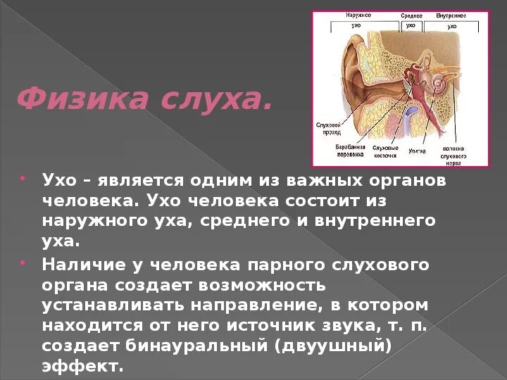 Орган слуха человека. Уши орган слуха. Физика слуха. Основные элементы физики слуха.