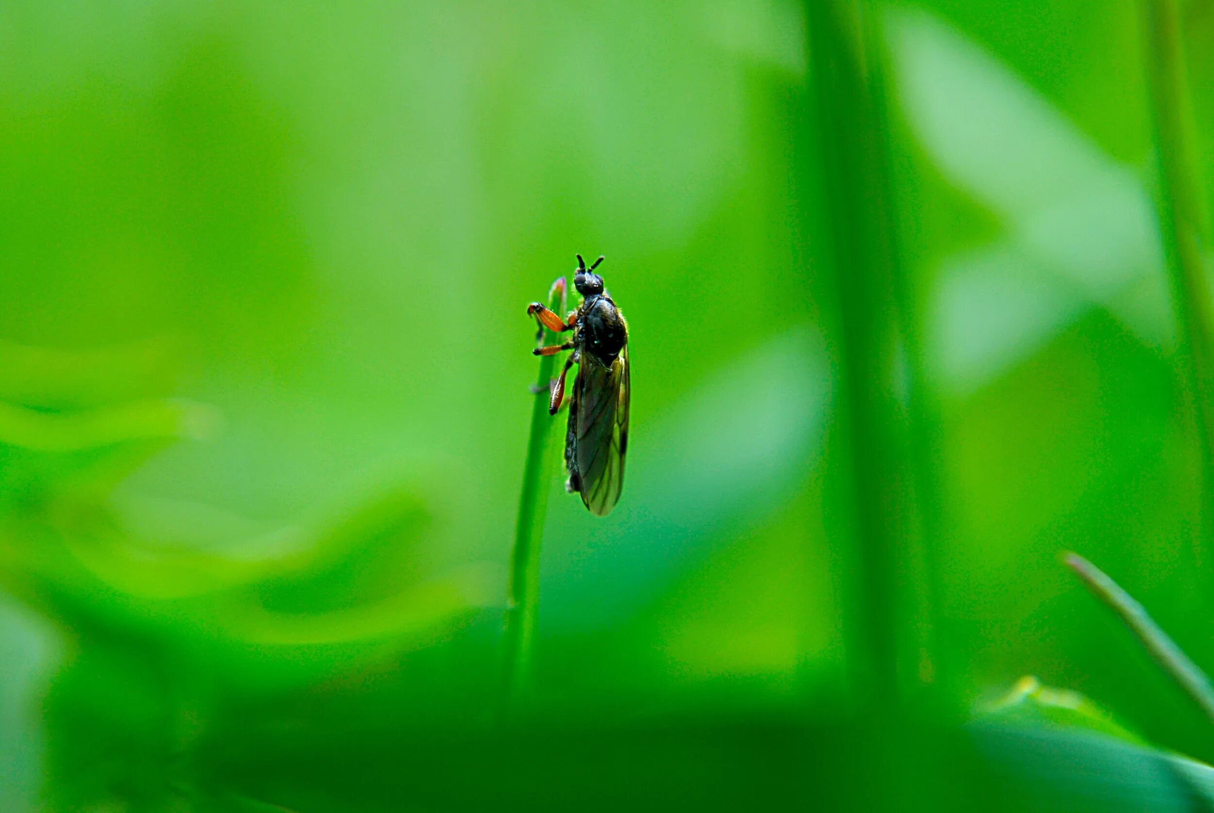 Fly green. Зеленые летающие насекомые. Муха на траве. Зеленая летающая букашка. Насекомые, с полем.
