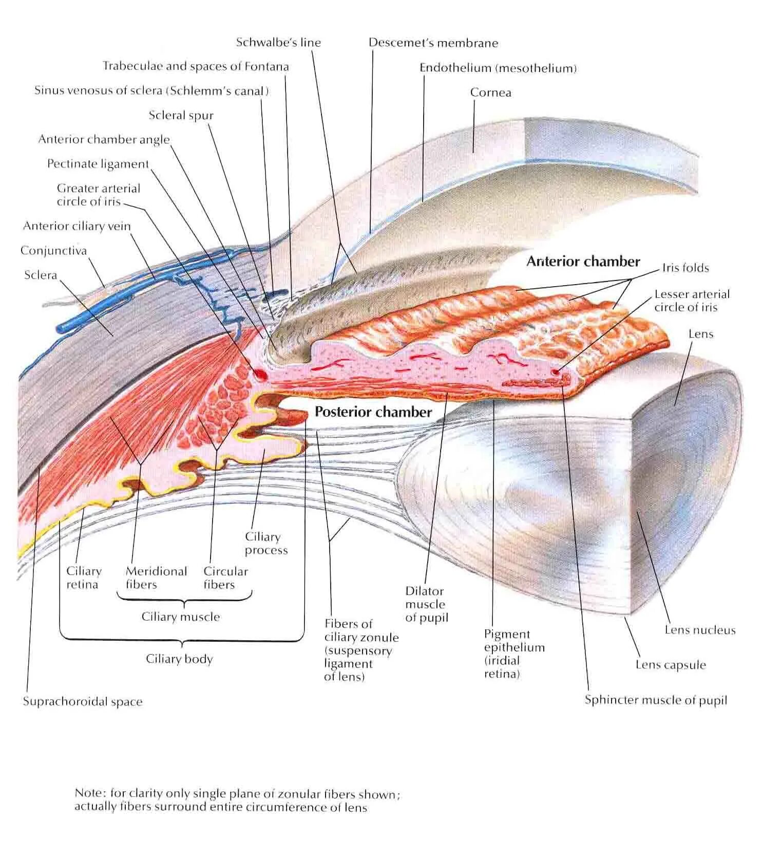 Отверстие в сосудистой оболочке. Цилиарное тело строение. Ресничное тело анатомия. Ресничное тело глаза анатомия. Цилиарное тело мышцы.