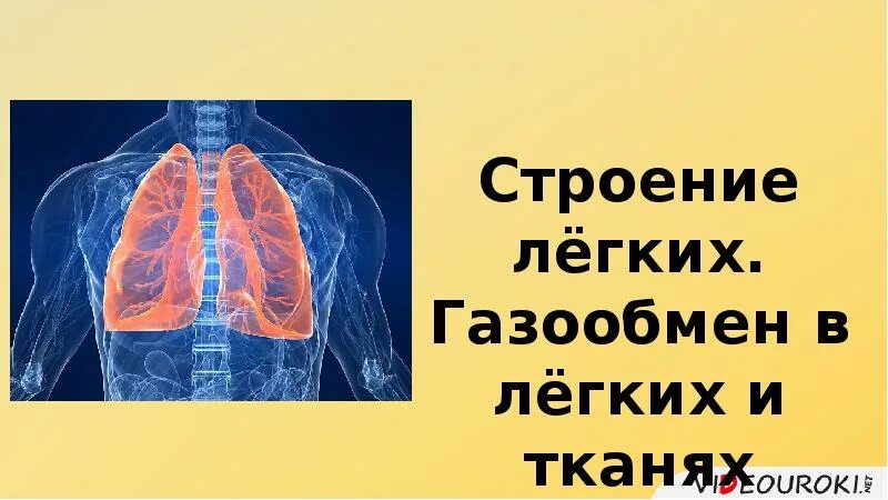 Строение легких тест. Легкие газообмен в легких и других тканях. лёгкие газообмен в лёгких и других тканях. строение лёгких газообмен в лёгких и тканях. газообмен в легких таблица.