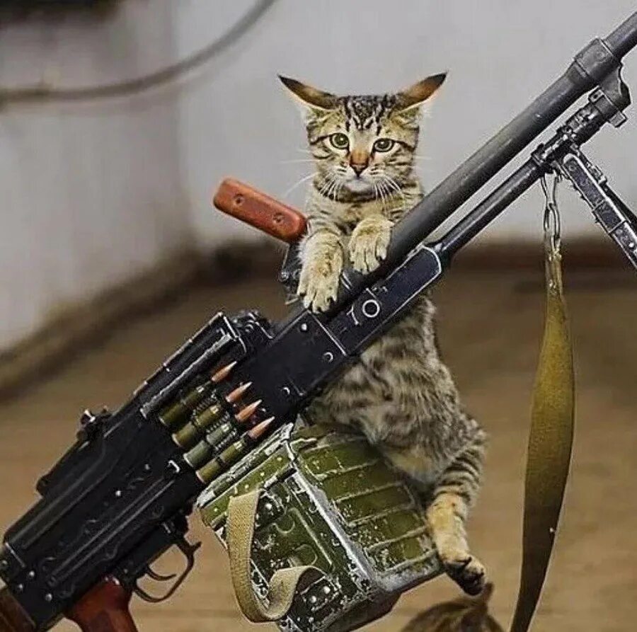 Army cat