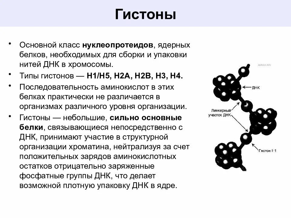 Связана с белками гистонами. Строение белков гистонов. Белки гистоны типы. Белки гистоны строение. Гистоны (классификация, строение, функции, биологическая роль).