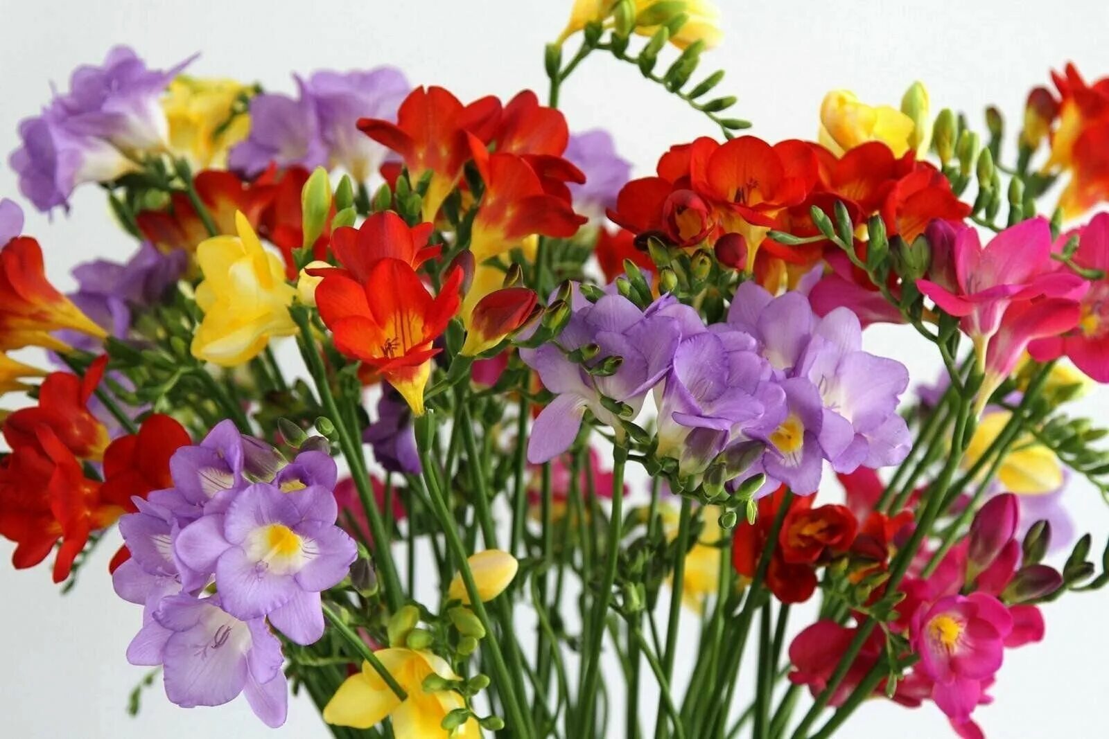 Фрезия махровая микс. Фрезия дабл микс. Фрезия махровая смесь. Фрезия махровая. Фрезия махровая микс.