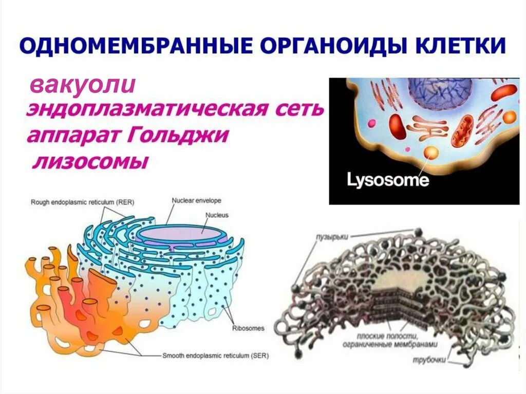 Мембраны одномембранные. Эпс аппарат гольджи лизосомы. аппарат гольджи одномембранный органоид. строение органелл одномембранные. строение одномембранные органеллы клетки.
