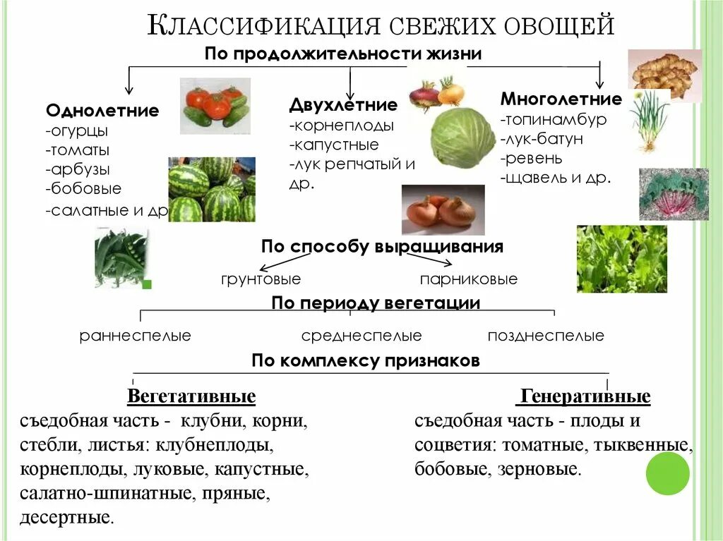 Классификация овощных культур по продолжительности жизни. Хозяйственная классификация овощных культур. Классификация овощных и плодовых культур. Ботаническая классификация овощных растений. Основные группы плодов