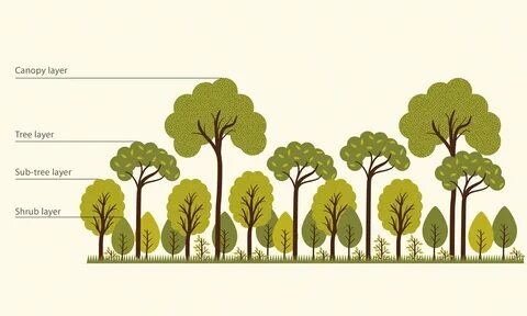Use of trees