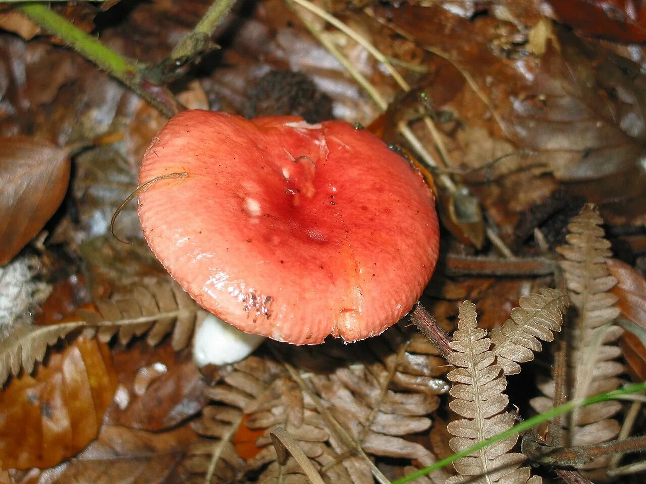 Гриб сыроежка розовый. Сыроежка розовая Russula rosea. Сыроежка рвотная. Сыроежка сардониксовая. Сыроежка пластинчатый гриб.