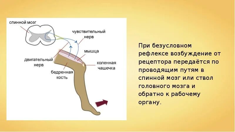 Чувство рефлекса. Рецепторы безусловных рефлексов. Коленный рефлекс условные безусловные. Рефлекс (биология). Рефлексы презентация.