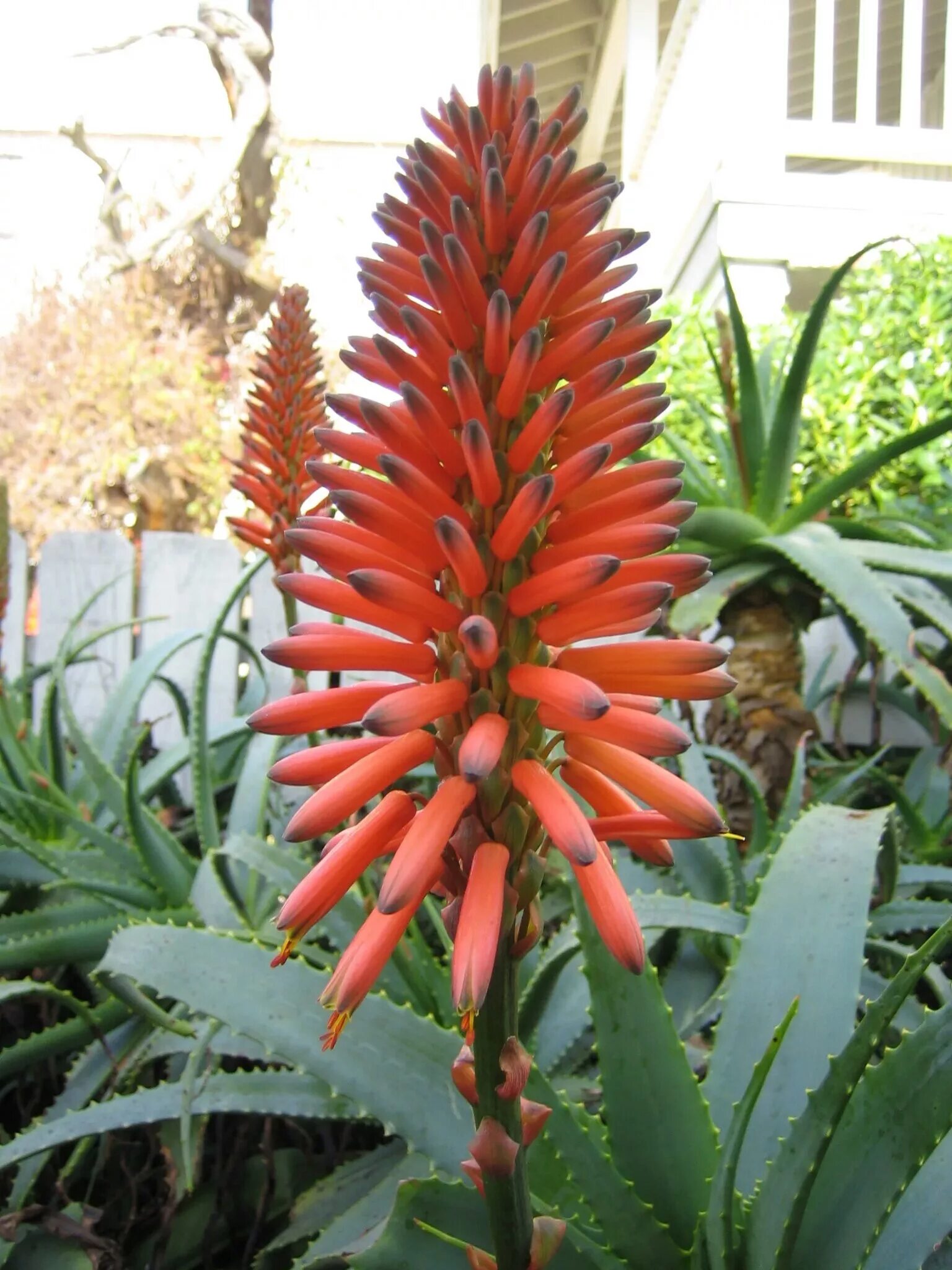 алоэ вера цветение. алоэ вера цветет. когда цветет алоэ. алоэ лонгстила. когда цветет алоэ.