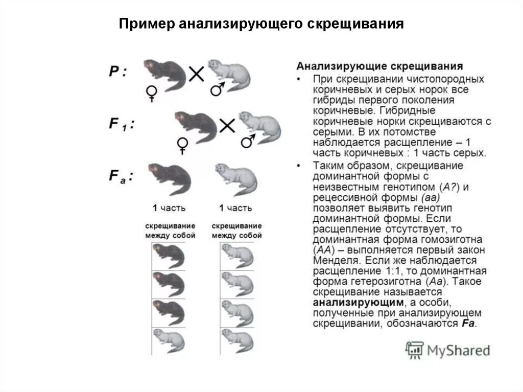 Часть скрещиваются. Скрещивание норок. Наследование окраски у норки. Анализирующее скрещивание. Скрещивание гибридной особи.