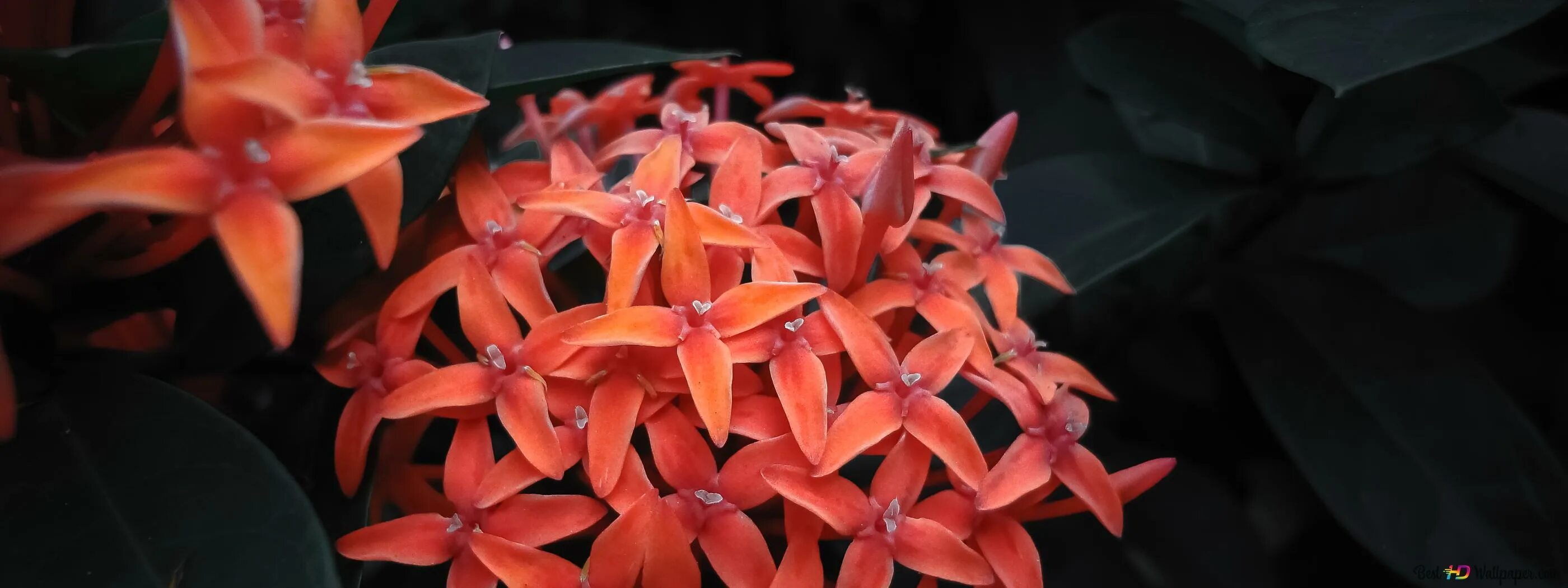 иксора филиппинская звезда. иксора цветок комнатный. иксора мини красная. иксор 4. иксора китайская.