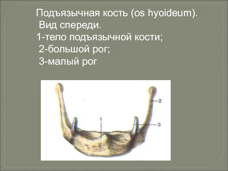 Большие и малые рога на латинском