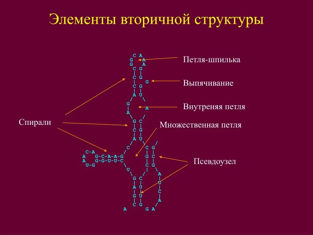 Элементы вторичной структуры РНК. Основные элементы вторичной структуры РНК. Вторичная структура РНК шпилька. Элементы вторичной структуры.