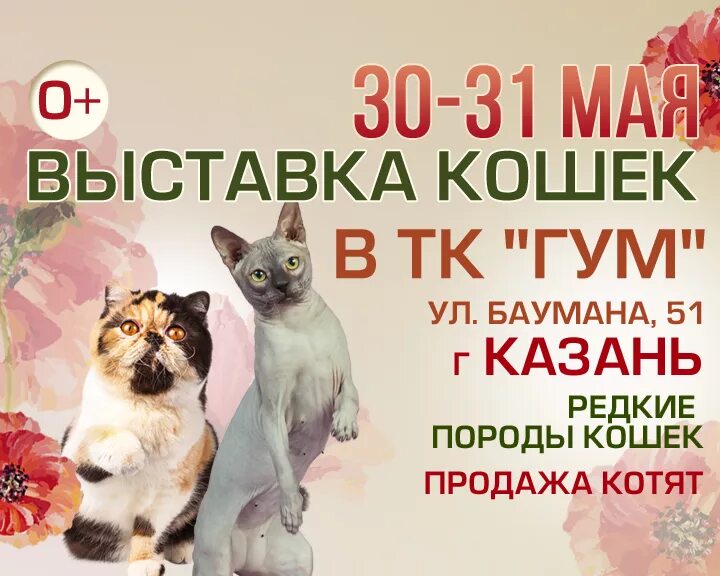 Выставка кошек волжский