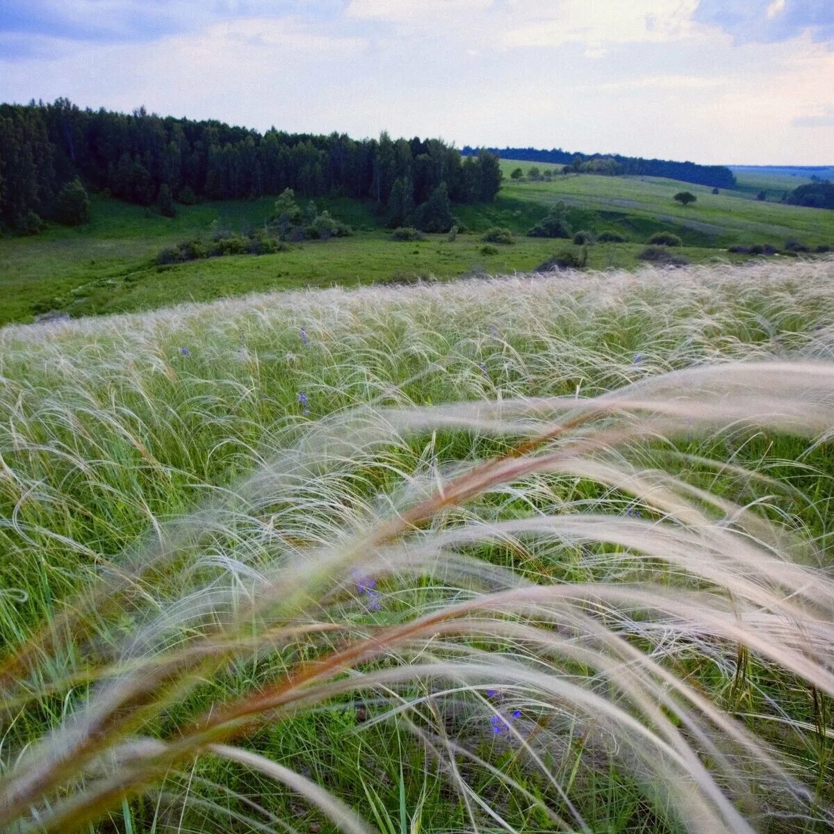 Ковыль поле