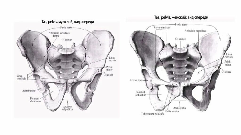 Таз celltix, 24 л, 1 шт. Узкий таз у женщин. Полный таз. Таз 7л м8337. Таз 10л колор м2230.