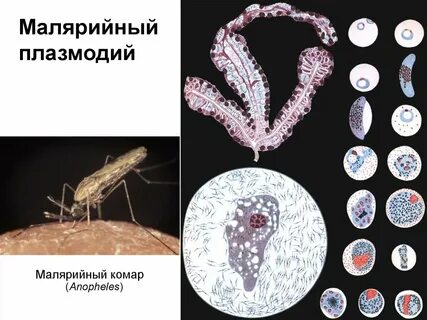 Паразиты человека малярийный плазмодий