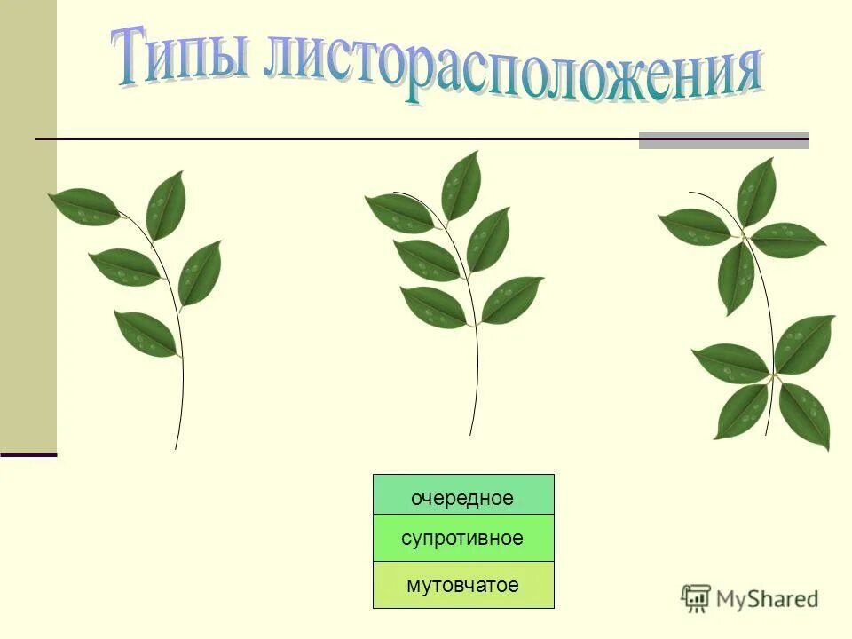 Части листа растения. Строение листа гороха посевного. Внешнее строение листа черешковые сидячие. Строение прилистников. Внешнее строение листа гороха.