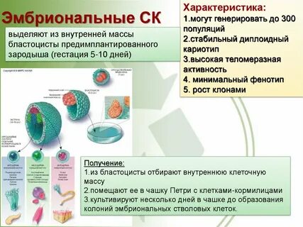 Какие ткани эмбриональные