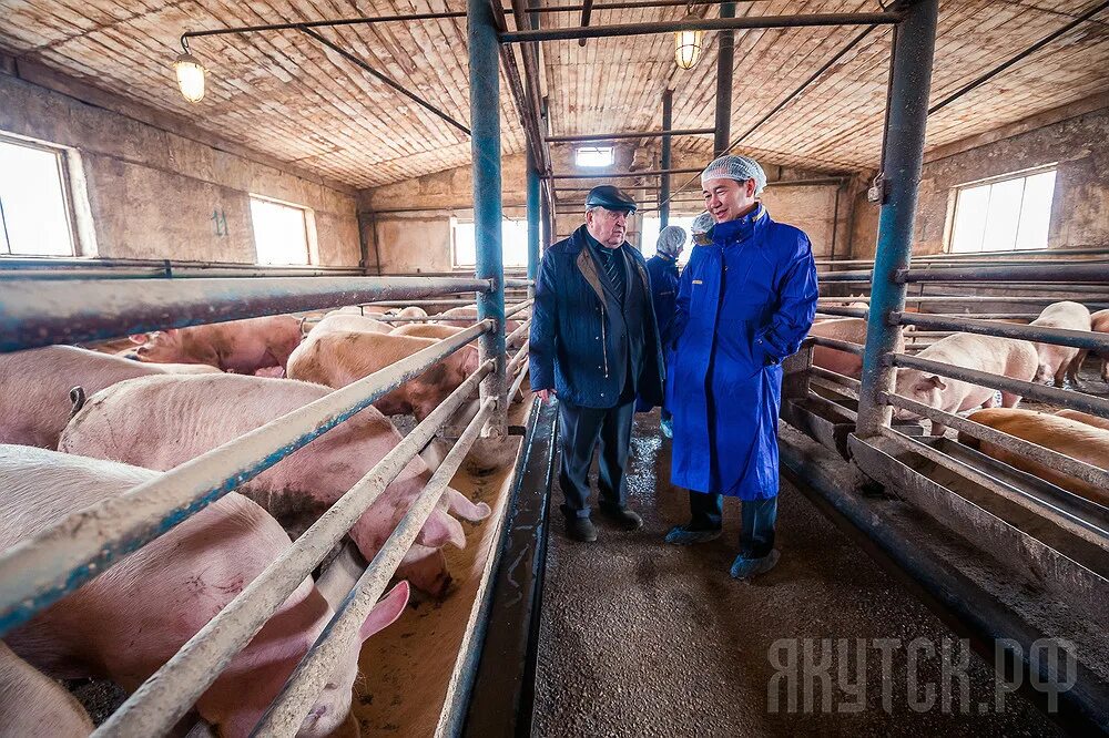 Крестьянское хозяйство сибирь. Опх сибирь. Свинокомплекс кабохин. Николаево сады сибири. Крестьянское хозяйство сибирь.