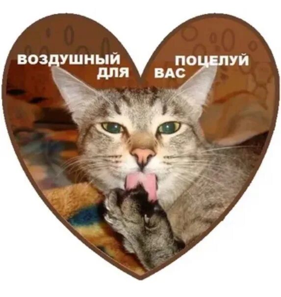 Кис ти