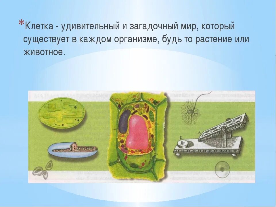 Живая клетка история изучения. Живая клетка история изучения. История изучения клетки myshared. История изучения клетки биология. История развития науки о клетке.