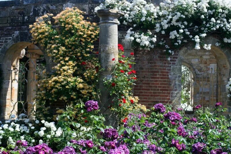 Английский сад розарий. Hever Castle & Gardens. Розы в саду. Розы в мавританском саду. В сад роз 38