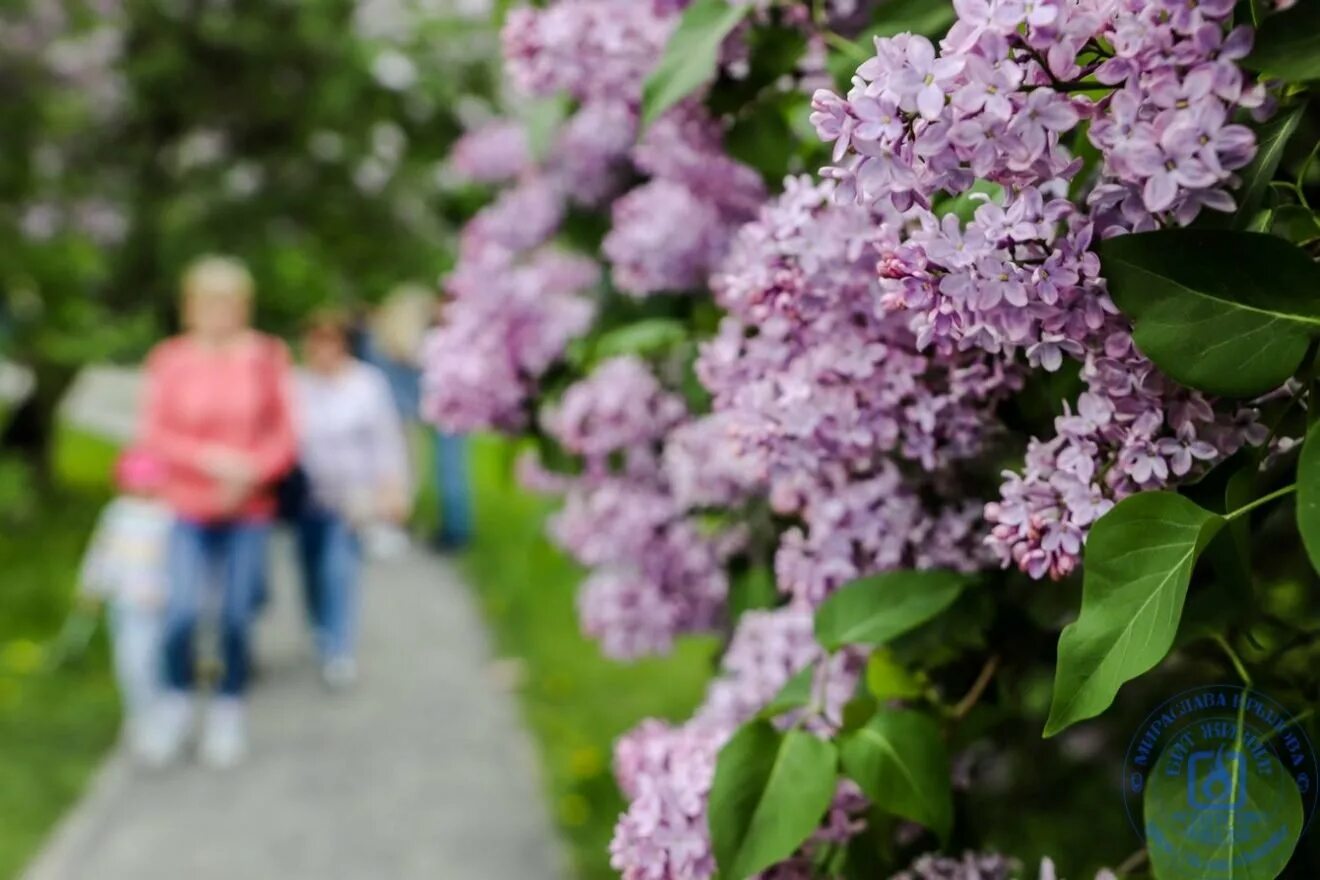 Видеть во сне сирень цветущую. Сиреневый сад на щелковском шоссе. сирень в москве. сиреневый. сиреневый сад 2025 весна.