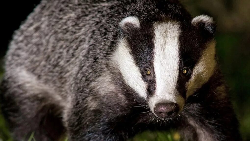 Барсук кавказский. Барсук (обыкновенный) - meles meles. Барсук орел. Нора барсука осенью. Барсук сибирский.