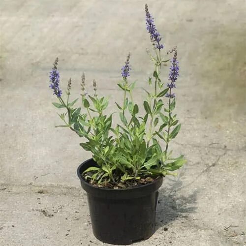 Шалфей лайт пинк. Шалфей лавандолистный. Шалфей дубравный сальвия. Шалфей salvia officinalis icterina. Шалфей дубравный marleau rose.