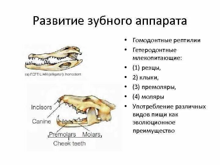 Череп млекопитающих. Зубы млекопитающих. Виды зубов у млекопитающих. Зубы млекопитающих типы. Клыки используются для у млекопитающих