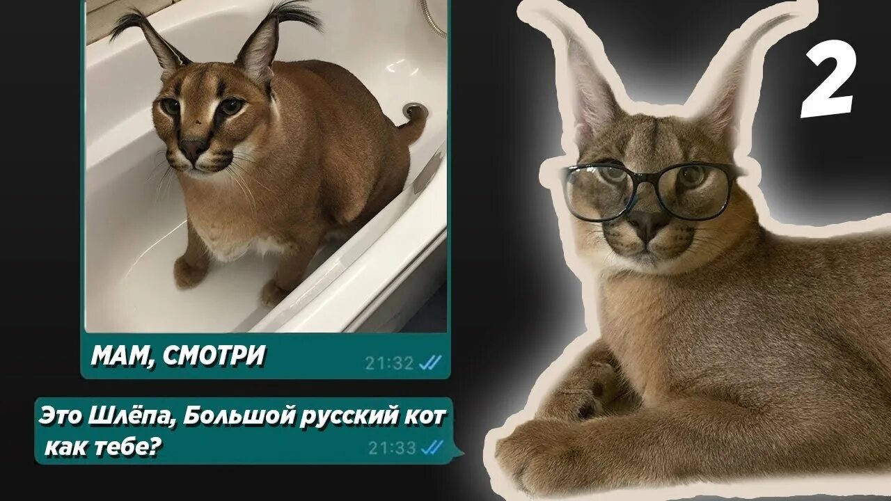 Шлёпа русский кот каракал. Каракал Гоша большой Шлепа. Каракал Гоша большой Шлепа Мем.