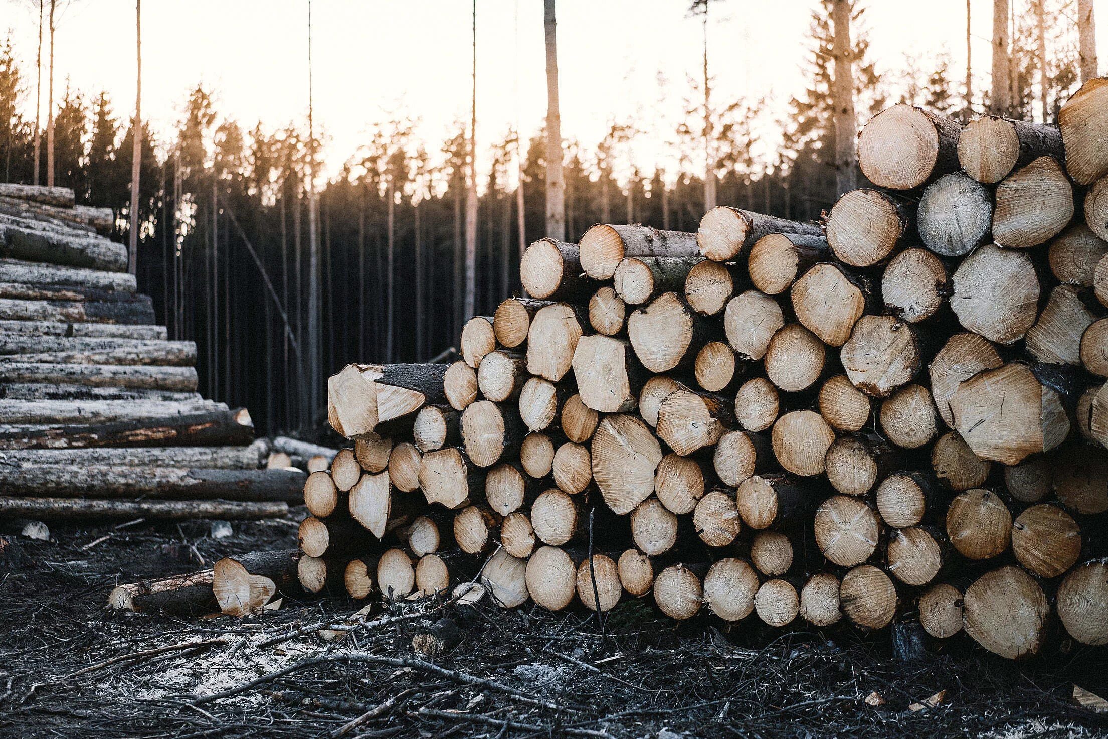 Что продавать из леса