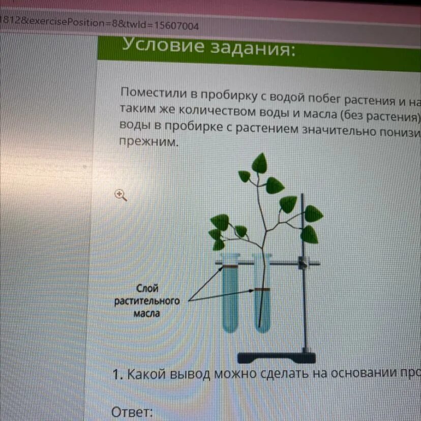 От какого фактора зависит поглощение воды растением. Водные растения. Опыт доказывающий испарение воды растениями. Опыт растения без воздух. Растения в пробирке с маслом опыт.