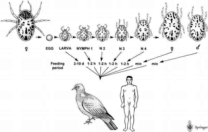 Жизненный цикл таежного клеща. Цикл развития аргасовых клещей. Цикл развития иксодовых клещей схема. Аргасовые клещи жизненный цикл. Жизненный цикл аргасовых клещей.