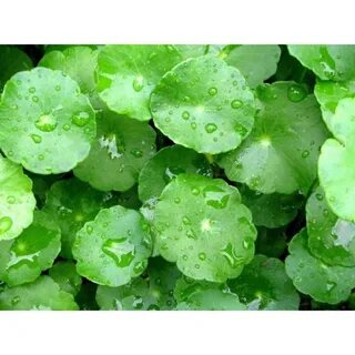 Centella asiatica
