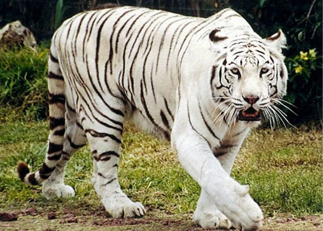 Animals en. Бенгальский тигр. Белый тигр. Белый тигр идет. Белый тигр в полный рост.
