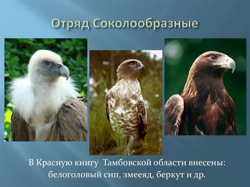 Особенности внешнего строения соколообразных. Отряд соколообразные. представители соколообразных птиц. отряд соколообразные представители. отряд дневные хищные птицы представители.