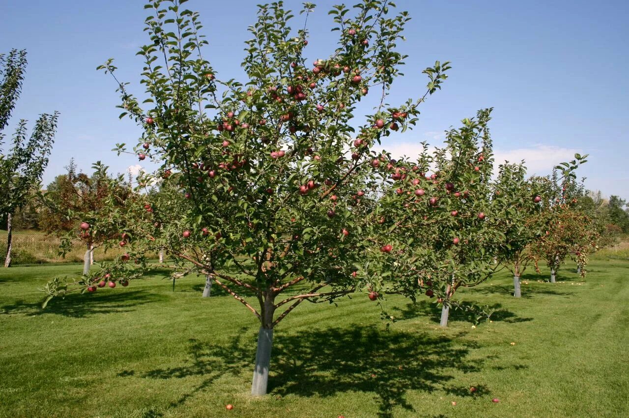 Яблоня малус доместика. Яблоня – Malus domestica саженец. Дерево яблони Жарден. Яблоня Фуджи дерево. Дерево яблоня молодая