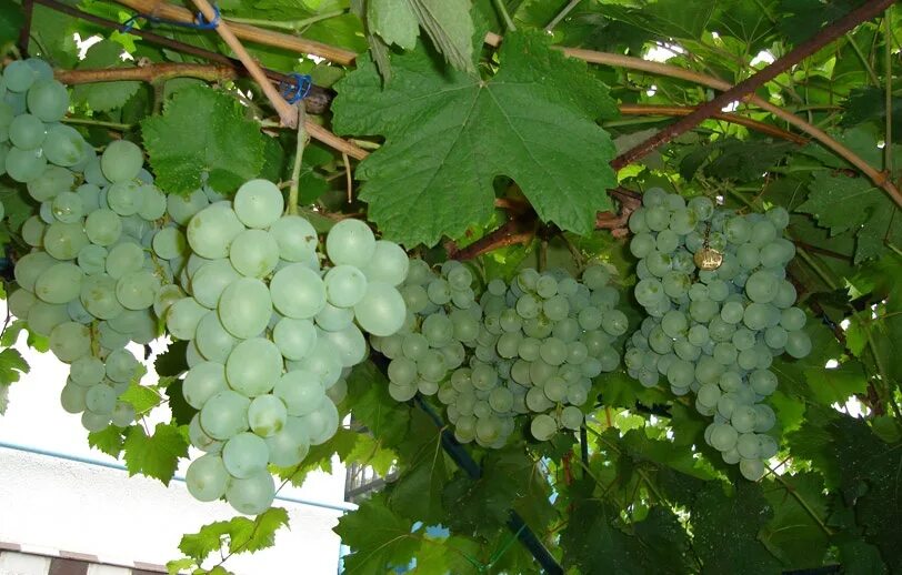 виноград кишмиш кеша. виноград кеша талисман. виноград кишмиш кеша. виноград кеша 2. виноград кеша талисман.