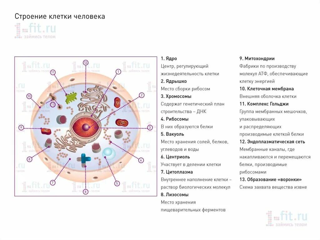 Составная часть клетки функции. Строение клетки человека и их функции. Строение клетки человека таблица строение и функции. Схема строения животной клетки функции ее органоидов. Строение и функции клетки, её структур.