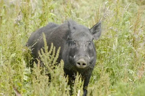 Pig calling