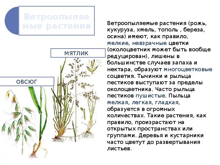 Какие приспособления существуют у ветроопыляемых цветковых растений. Ветроопыляемый цветок пшеницы. Цветки ветроопыляемых растений. Ветроопыляемые растения примеры. Рожь ветроопыляемое растение.