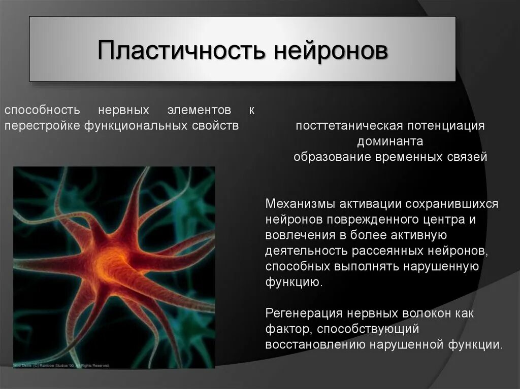 Нервные связи функции. Нейронная пластичность. Нейроны и нейронные связи. Нейронная пластичность мозга. Способность нервной клетки.