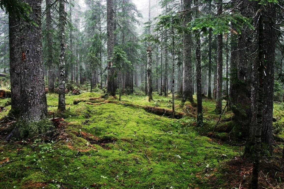 Тёмнохвойная тайга евразии. Лиственничные леса якутии. Тайга южного урала. Южнотаёжные леса удмуртии. Горная тайга южный урал.