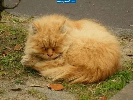 Короткий сон длиною в жизнь