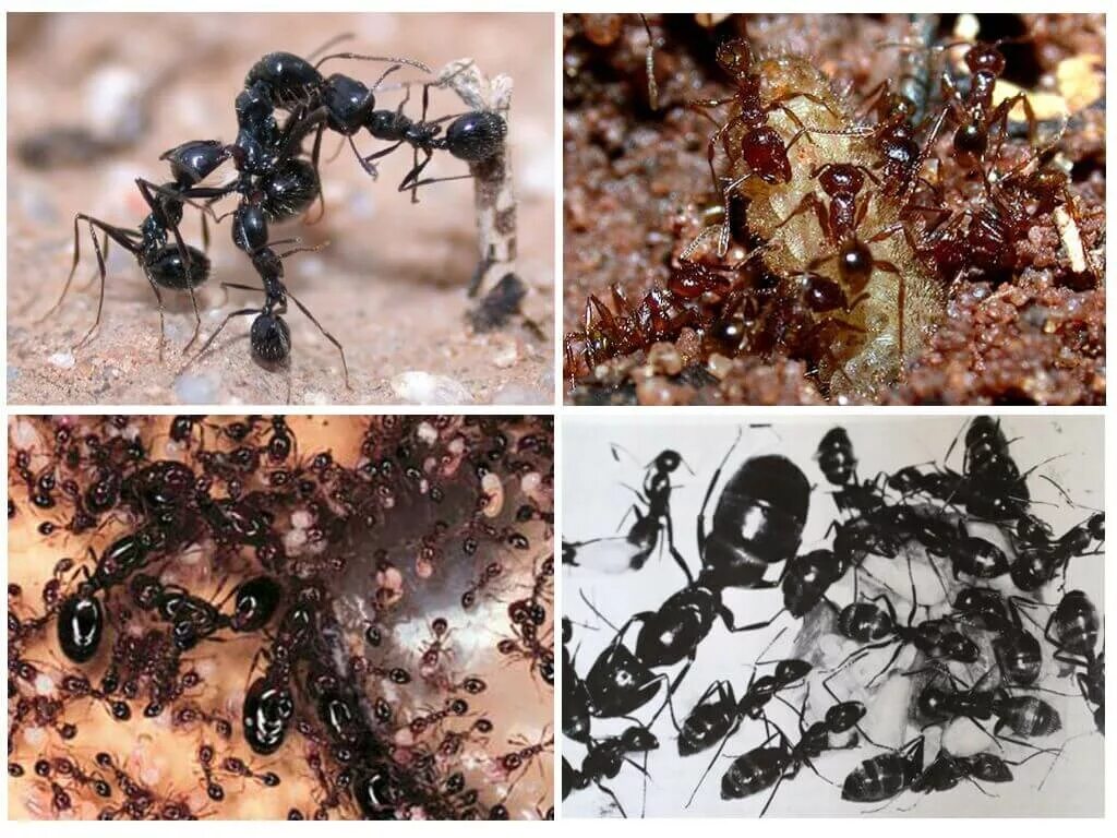 Какое развитие у муравьев. Личинка муравья жнеца. Муравьи жнецы самец. Колония муравьев-жнецов Messor structor.