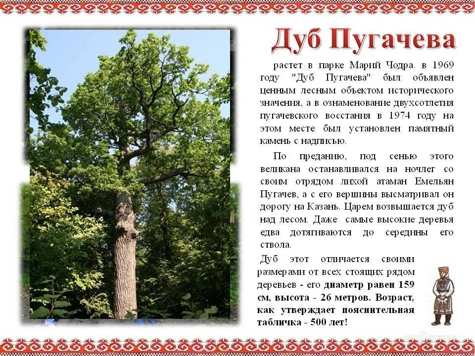 Дубы которым даны чьи то имена. Дубы которым даны чьи то имена. Описание дуба. Дуб лермонтова сообщение. Дубы которым даны чьи то имена.