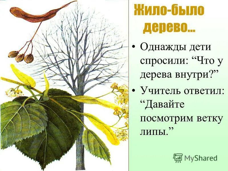баобаб в саванне. сообщение о дубе. жило было дерево. жило было дерево. деревья которые долго живут таблица.