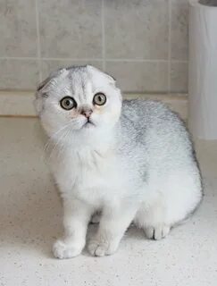 Вислоухая шиншилла кошка